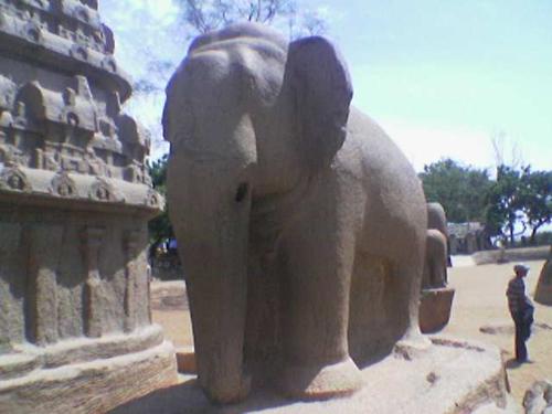 y we love this,,,!!!!!! - thie is y we are so honest to say that we love this animalas we alll see this is is seen in most famous ************ ,which i cant say wat