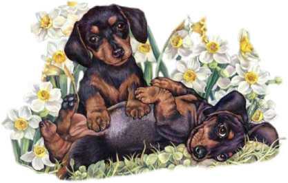 cute dog - cutie dog