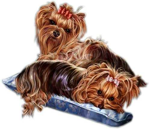 dog - cutie puppies