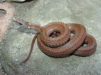 reddish brown snake - a snake that looks like the one which frightened me