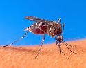 Aedes - Aedes Mosquito. There is no specific medicine and prevention is by control of mosquito and protecting ourselves from being bitten by mosquitoes