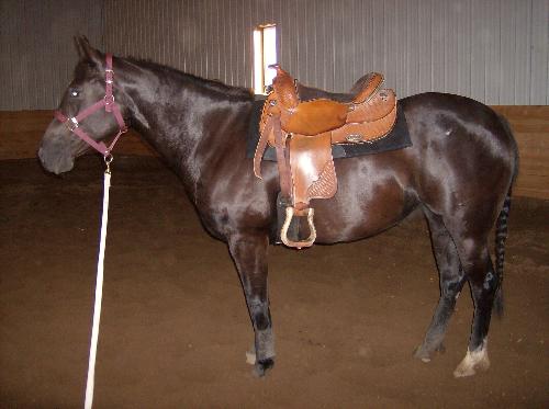 Horses - hdfsiduydeiouw ieutoia;efsd ;aiuf rijf;dk jisdfuiofipodufiposd pdufopdsfijdosp 'doiufspodifs psdfispodi 'fspdoifd op'sdpfs