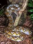 Reticulated Python - This is one big snake! They can get to over 20 feet long and eat goats!
