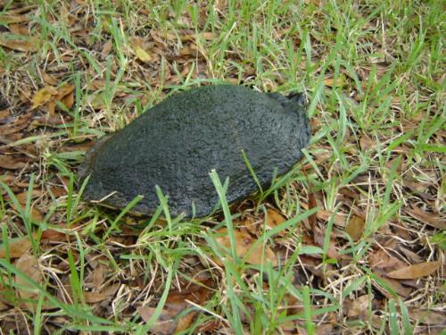 Turtle - this is a turtle walking