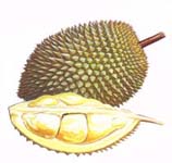 Durian - Stinky but taste so divine!
