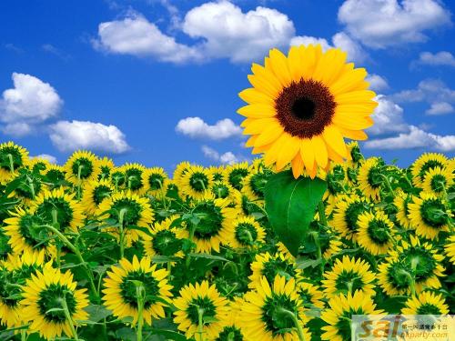 love - when flowers are given a means of love. it became more and more popular. this picture is helianthus. a beautiful flower. i have sow some flowers in my garden.