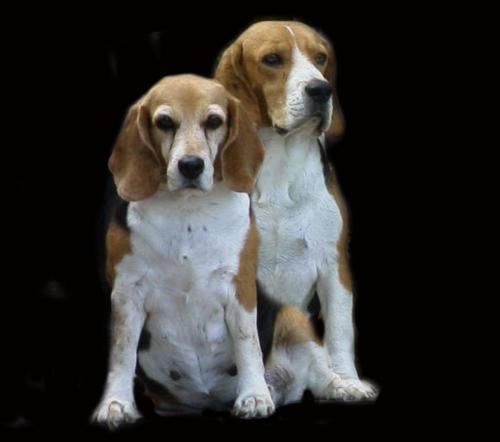 dogs - dogs are man's best friends