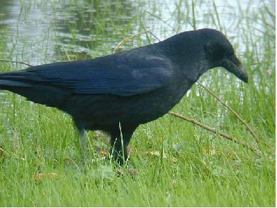 Crow - A bird that I'M afraid of, a crow