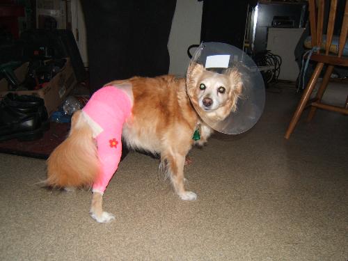 This is Cuddles! - Cuddles had to wear the cone because she bite some of her stitches out! She's such a bonehead, errr i mean conehead!