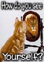 how do you see urself - cat!?