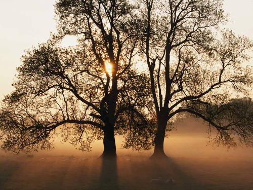 tree of life - contentment in life is the key to happiness