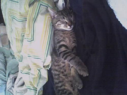 Mario - This is my baby boy Mario. He's one of my two cats. he got his name while i was playing a mario video game and I said hey look, 'It's a mee....Maario!' and it stuck. He's too cute and gives lots of kisses!