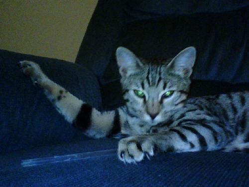 Bengal Tiger Mia - Domestic Bengal Tiger kitty. You can see her markings on her arms (legs) at least. This is a picture of Mia when she stretched and her claw became stuck in the chair fabric. She just stayed like that and went back to sleep-it was hilarious!