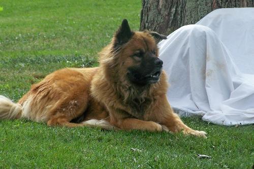 Reggie - Chow Shep mix