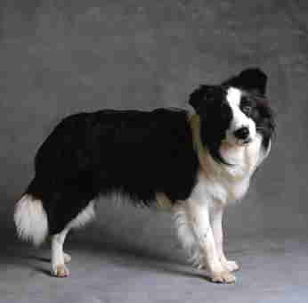 My favourite dog breed - Border Collie dog.