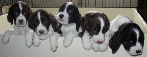 Baby Spaniels - Baby English Springer Spaniels