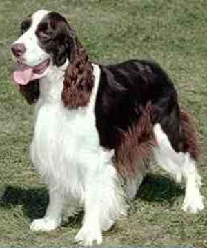 English Springer Spaniel - I had his dog before i had to put it to sleep because she had cancer.