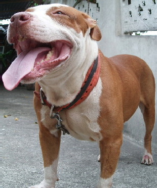 Pitbulls - My Protective kind of dog