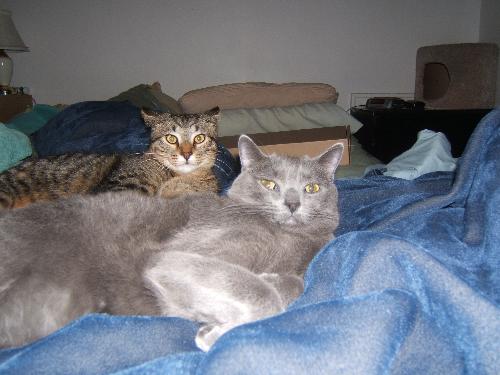 My Two Boys - Mario and Leroy, aren't they cute? These boys just bring such fun and cuddles into my life!