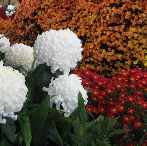 Mums at a Chrysanthemum Show - Chrysanthemums are very popular in both the Chinese and Japanese cultures.