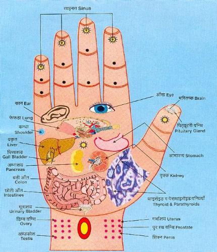 palm - there is a social knowledge called pamistry it will change our life itseems... so do u believe palmistry or not...if so whose palmistry do u believe a parrot pamistry or some wisemens pamistry or the scientists pamistry which one u think is much better juus check it out...