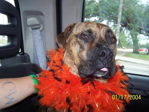 My grand-dog Marley - Marley is dressed up in his orange boa for Halloween.