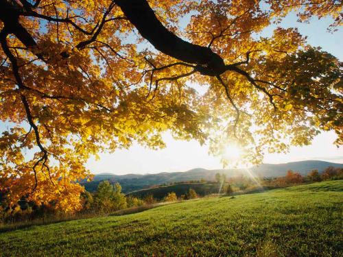 Autumn leaves - A serene place at my favorite time of year. 