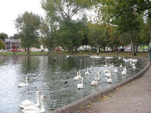 pets - this is a photo from one of the lakes in cork, ireland.

my sister took this pic and sent to me.

