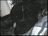 my baby junior - this was my boxer, i own his mother, it was taken from me because the hose i moved in was smaller and i cudnt have 2 dogs the humane society took it out of my frieds house and ever since i didnt hear or see him or anything like that i was pretty confident they put him down cuz he was a lil crazy when other eople were around, i seen him come out of his mom and i raised him for almost two years, till today i still get sad because he was such a lil angel to me n we loved eachother... i miss junior so much, does anyone think he found a new family???