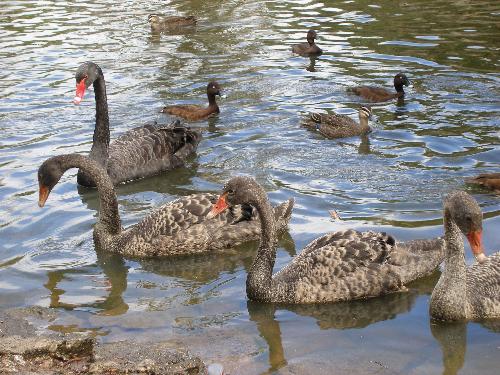 Baby Swans - baby swans at Queens Park, Melbourne 2002