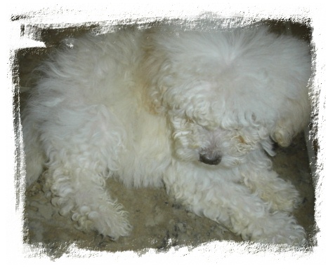 Toy Poodle - Kayu! He lives next door.