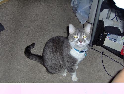 This is my lifesaving cat, KiKi - She is spoiled to death, has an attitude, thinks she is human.