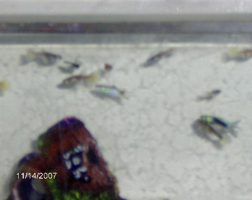 pic 2 - another pic of guppies