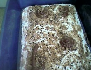 Litter Box Cake - Does this look real to you? LOL