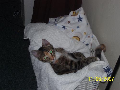 There she is .. Gracie isn't lost at all! - I looked all over for that little scoundrel and even called..she didnt even let out as much as a squeek..this is how she looked when I found her;)