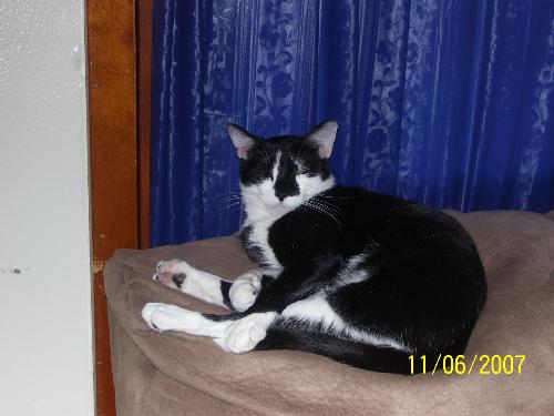 So it's picture time again? - Missy is not much into pictures..Gracie is a real ham.. I love my kittys