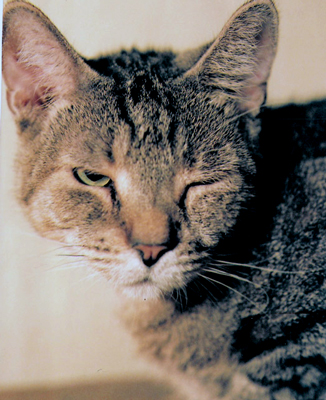 Porthos: The Cat Who Was Mishandled/abused by age - image of porthos