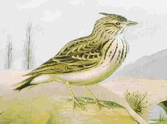 Lark - I am like a Lark, early to bed & rearing to go in the morning!