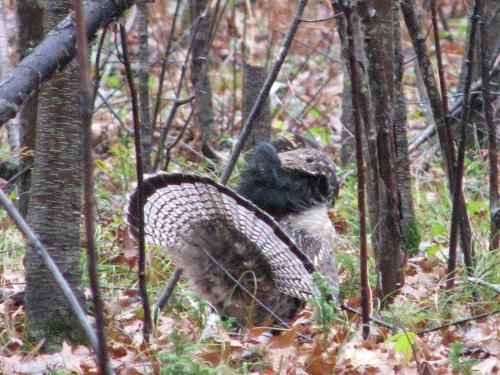Ruffled Grouse - This was taken with my new Canon S5 with Immage Stablization. I was able to use the 12x Optical zoom to get in close before I was dectected by the Grouse.