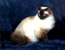 Ragdoll Cats - Beautiful Ragdoll Cat