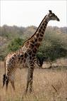 giraffe - huge one