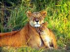 lion - lion with cub