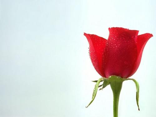 is it only the best? - red rose.....