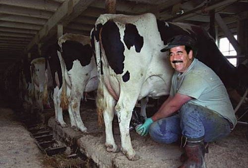 saddam cowboy - saddam working as a cowboy