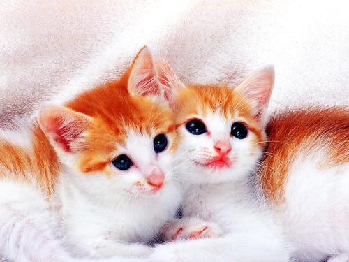 Kittens - I love Cats as pets but dont have any at home b'coz of my Mom...