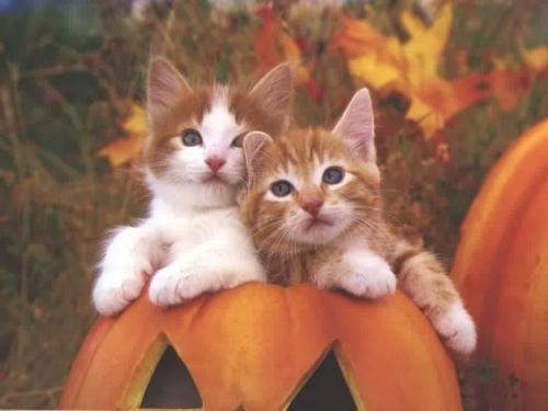 Cats - I love to have Cats as pets but dont have any at home coz Mom doesnt allow to keep one..