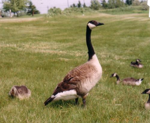 Up close and personal with Canadian Geese - This picture was taken while taking a nature walk. The goose was in a friendly mood and my hubs and I were able to sit down and she came sidling up to us and posed for the picture...needless to say it made our day! It was the one shot that DIDN'T get away from us.