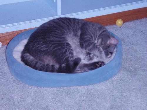 cats and kittens - My cat corvette sleeping