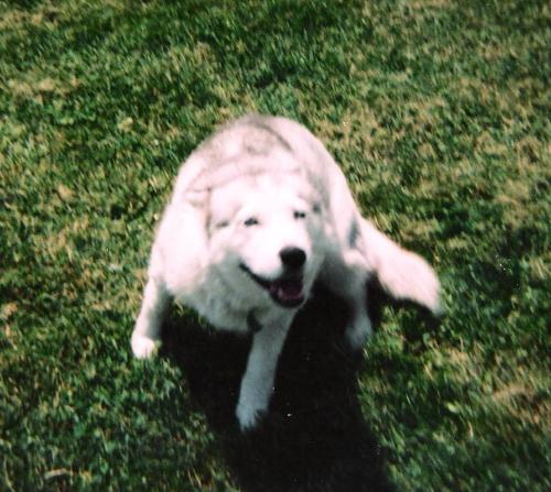 Sheba - The most loving and lovable dog who ever graced my presence. We 'dog sat' her for over a year. The owner lost her. I was livid.