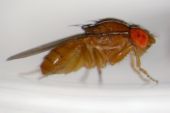 Fruit Fly-Global warming Survivor? - It is surviving the climate change conditions